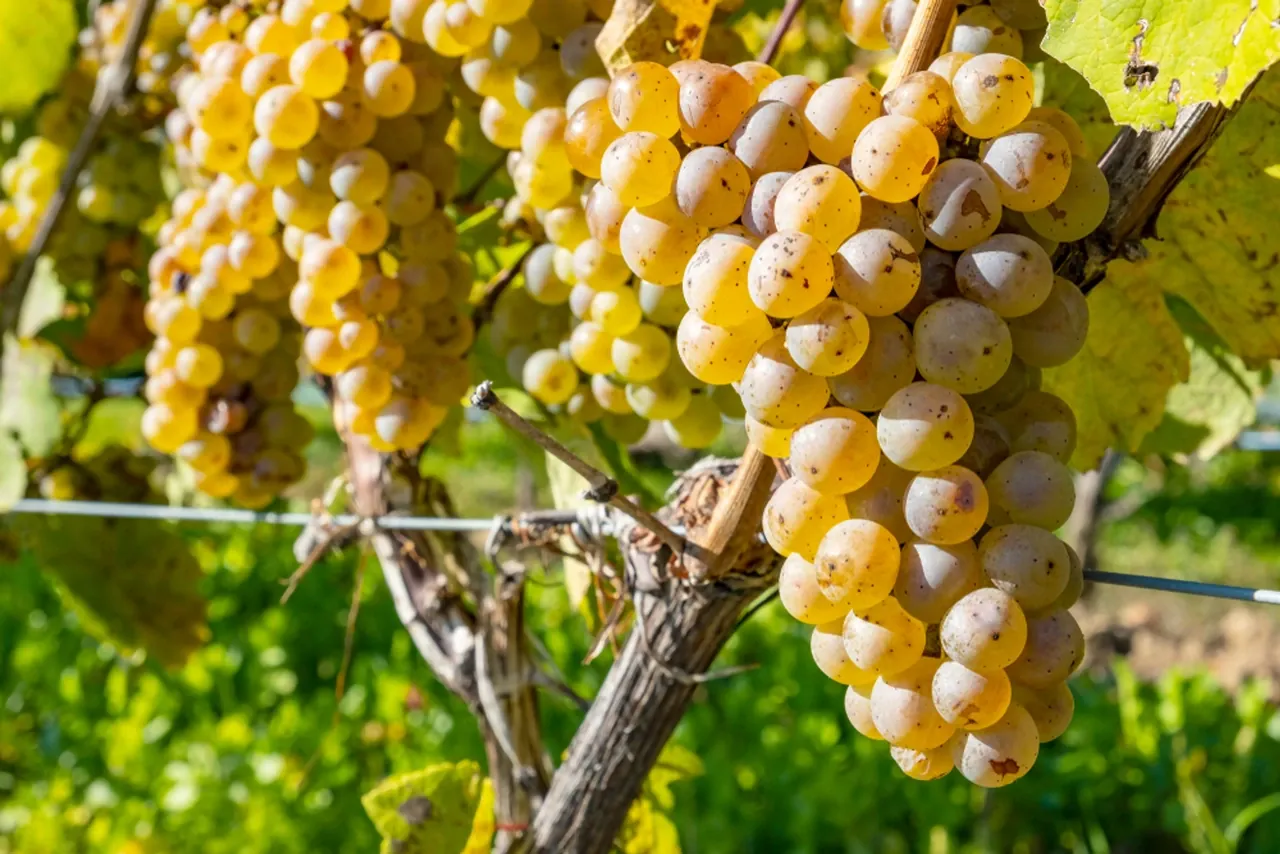 Grapes to Know: From Chardonnay to Syrah
